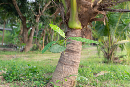A young monkey jack tree (Artocarpus lacucha) with a coconut tree in the background.