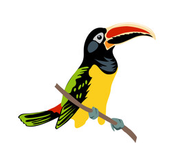 Toucan Exotic colorful bird realistic vector illustration Isolated On transparent Background. Black-feathered tucan with large yellow beak. Tropical bird sitting on tree branch. Exotic animal © Creative_Juice_Art