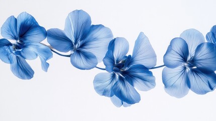 Delicate blue flowers on a stem against a white background.