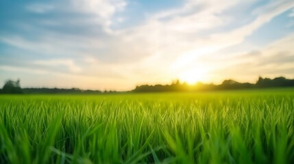 Obraz premium Lush green rice field at sunset with vibrant sky and distant trees creating a serene landscape