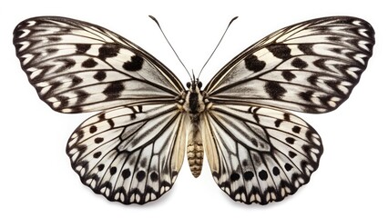 Fototapeta premium Striking panoramic monochrome captures an isolated Apollo butterfly, showcasing its exotic beauty.