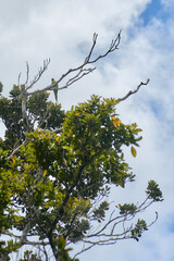 The Echo Parakeet, a rare endemic parrot species of Mauritius, is found exclusively in Black River Gorges National Park.