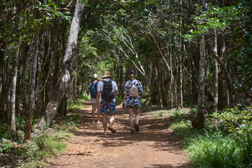 Obraz premium A young group of European tourists admires the stunning hike through an ancient tropical mountain forest in Mauritius.