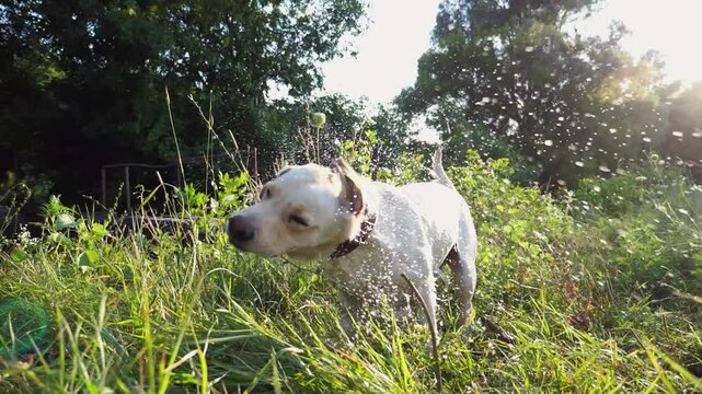 Funny wet dog breed labrador shaking off water from his fur after playing at lake. Happy golden retriever fling off aqua from his furry after swimming in pond at summer day. Slow motion