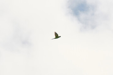 The Echo Parakeet, a rare endemic parrot species of Mauritius, is found exclusively in Black River Gorges National Park.