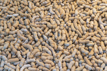 Close-Up of Fresh Brown Tamarind Pods in Bulk Display