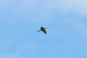 The Echo Parakeet, a rare endemic parrot species of Mauritius, is found exclusively in Black River Gorges National Park.