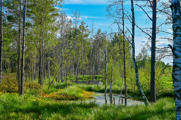 idyllic lake with green grass in Viru bog nature trail through the Viru bog in Lahemaa National...