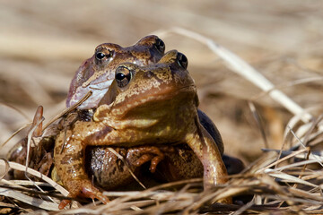 2 frogs mating