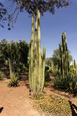 Mexican cactus field in the desert, part of a large nature reserve area in the town of Todos Santos, in Baja California Sur, La Paz, Mexico. Colorful Mexican