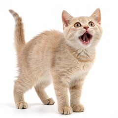 Fototapeta premium happy cat photo