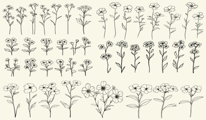 Wildflower collection, feminine botanical floral branch, trendy greenery, wild phlox line art for modern wedding invitations, chic decor, ideal for boho-themed branding, elegant stationery, wedding
