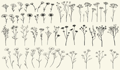 Stylized black line art of wild groundsel, trendy greenery, hand-drawn wildflowers, perfect for chic wedding stationery, rustic decor, botanical floral branch, eco-conscious branding