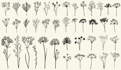 Wild fennel flowers stylized black line art for eco-conscious branding, chic decor, rustic wedding invitations, feminine botanical branch, trendy wildflower collection, personalized stationery