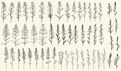 Feminine botanical floral branch of snapdragon flowers for wedding logos, hand drawn rustic greenery, trendy wedding herbs for modern branding, elegant floral design, custom wedding logos