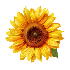 Sunflower with Detailed Petals and Leaf on transparent background