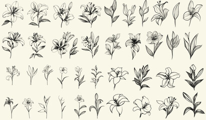 Fototapeta premium Stylized black line art of lilies for elegant wedding stationery and logos, hand-drawn botanical floral branch, greenery for high-end invitations, decor, luxury branding, sophisticated designs