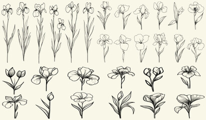 Feminine botanical floral branch, hand drawn wedding herbs, trendy greenery, stylized black line art of irises, ideal for classic branding, elegant decor, vintage wedding logos