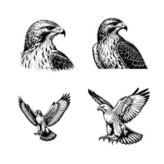 hawk
