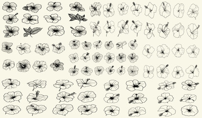 Stylized black line art of hibiscus flowers for tropical wedding logos and invitations, hand drawn wedding herbs, chic branding, trendy greenery, feminine botanical floral branch