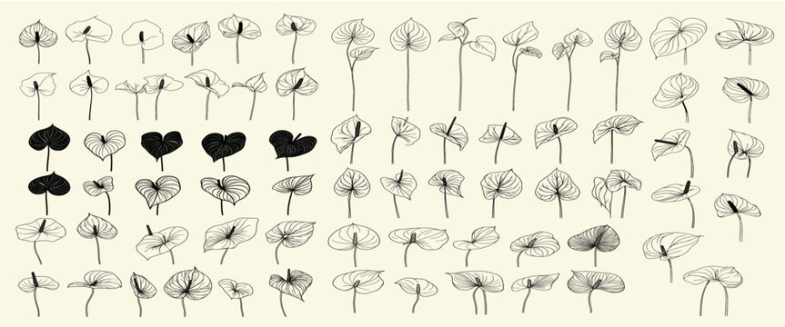 Feminine botanical floral branch with hand-drawn anthurium flowers, trendy greenery, chic branding, ideal for tropical wedding decor, modern stationery, exotic invitations,