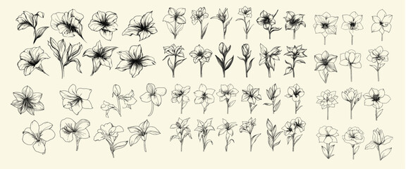 Amaryllis flowers in stylized black line art, perfect for chic decor, luxury wedding invitations, modern logos, feminine botanical branches, high-end branding, trendy greenery