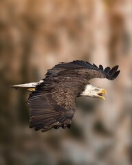 A majestic bald eagle soars above the vast horizon, its wings spread wide as it rides the air currents. 