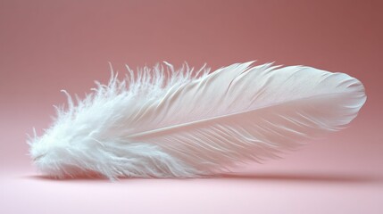 Obraz premium Delicate white feather pink background serenity