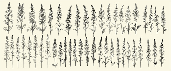Hand-drawn foxglove flowers in black line art for rustic wedding designs, trendy greenery, feminine botanical branch, modern decor, wedding herbs, floral accents, rustic chic. © aura studio