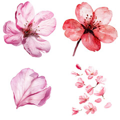Watercolor cherry blossom flowers artistic studio floral illustrations colorful palette close-up nature's beauty with translate background