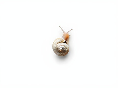 recommend clip art: snail isolated on white. 