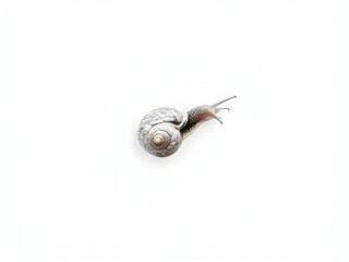 snail isolated on white. 