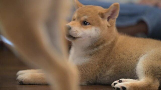 Cute shiba inu puppy lounging on the floor while surrounded by people in a cozy indoor setting