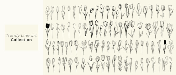 Trendy greenery and hand-drawn wedding herbs, minimalist black line art tulips, feminine botanical floral branch for branding, wedding stationery, logos, floral decor, elegant designs.