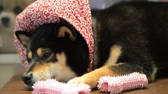 Cute dog lounging with toys in cozy room while wearing playful scarf during a relaxing afternoon