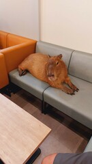 Capybara relaxed