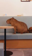 Capybara Cafe