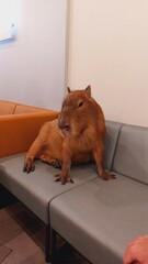 Capybara portrait