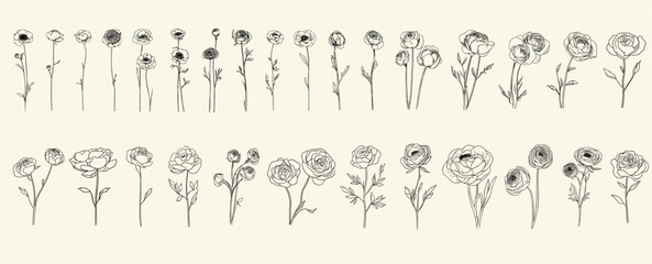 Trendy greenery, hand-drawn design of minimalist black line art ranunculus flowers for wedding decor, feminine floral branch ideal for chic event branding, elegant invitations, logos, floral decor