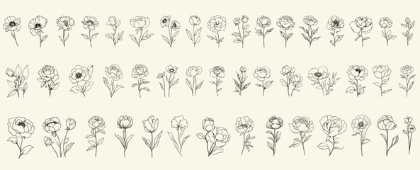 Black minimalist line art of peonies, feminine botanical floral branch, trendy greenery for luxury invitations, chic branding, modern event decor, high-end wedding logos, floral designs, luxury decor.