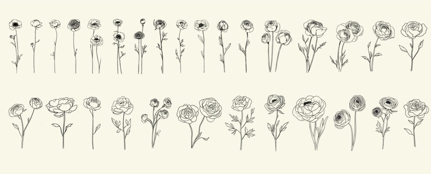 Trendy greenery, hand-drawn design of minimalist black line art ranunculus flowers for wedding decor, feminine floral branch ideal for chic event branding, elegant invitations, logos, floral decor