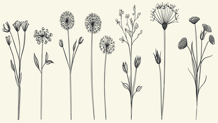 Minimalist black line art of dandelions, trendy greenery for invitations and decor, feminine botanical floral branch, hand drawn wedding herbs, wedding logo design, wedding decor