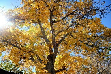 autumn tree in the park