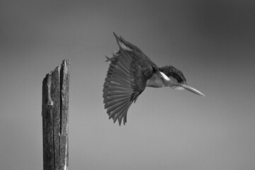 Mono Malachite kingfisher flies away from post