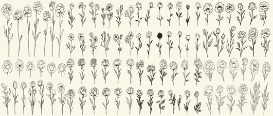 Minimalist botanical floral branch hand drawn greenery for vintage wedding decor, chic branding, feminine carnations for classic invitations, personalized decor, floral design,