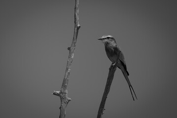 Mono lilac-breasted roller on branch by another