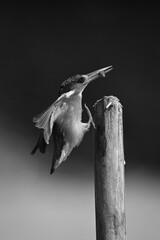 Mono malachite kingfisher on post holding bug