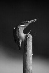 Mono malachite kingfisher leans forward on post