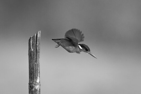 Flap Wings Images – Browse 122,521 Stock Photos, Vectors