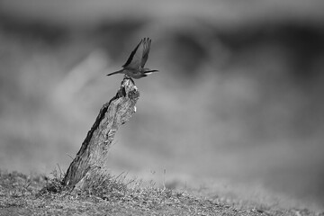 Mono little bee-eater lifting wings taking off